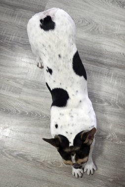 Fransız bir bulldog üst görüşü genişletiyor.