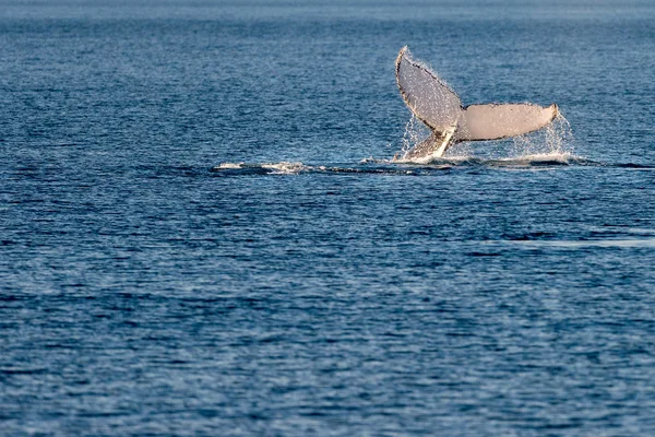 Balene megattere nuotano in Australia — Foto Stock