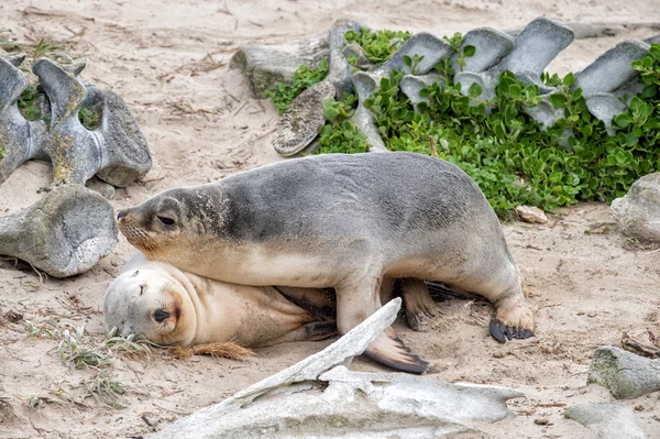 Yeni doğan Avustralya deniz aslanı kumlu plaj zemin üzerine — Stok fotoğraf