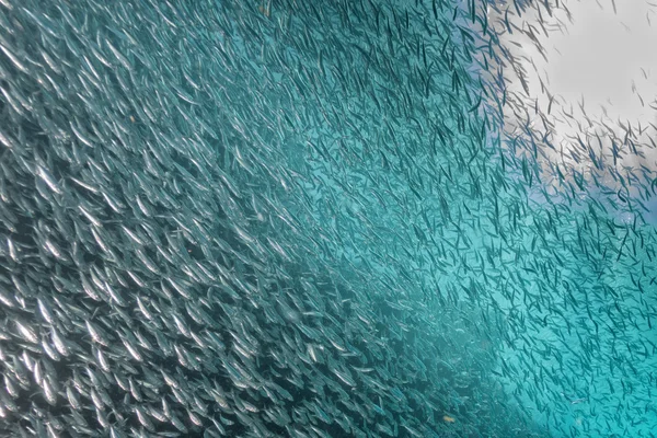 In einem riesigen Sardinen Köderball unter Wasser — Stockfoto