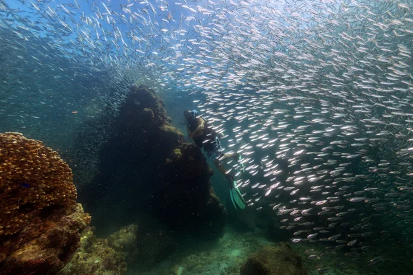 Mergulhador entrando dentro de uma escola de peixes subaquáticos — Fotografia de Stock