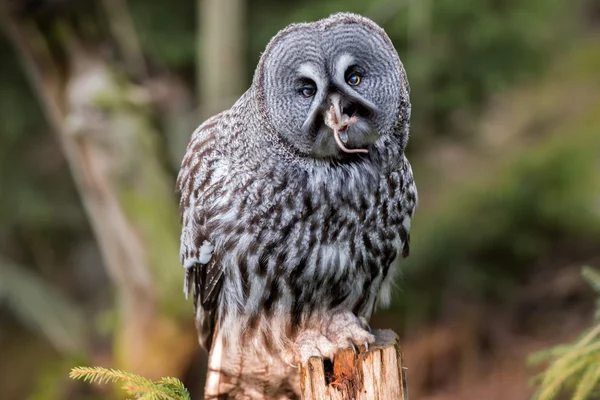 Grey owl portrait while eating a mouse — Stock Photo, Image