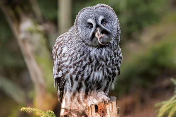 Retrato de búho gris mientras se come un ratón — Foto de Stock