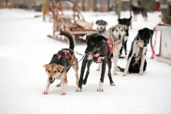 Sáňkování v zimě s psích spřežení v Laponsku — Stock fotografie