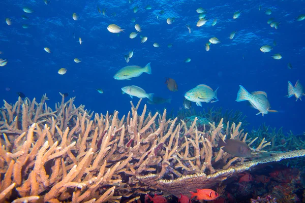 Maldivas casa de corales para peces — Foto de Stock