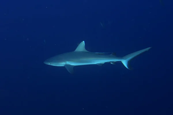 Szürke cápa cápa készen áll a támadásra víz alatti közelről portré — Stock Fotó