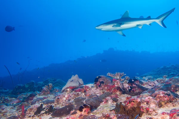 Tubarão cinzento mandíbulas pronto para atacar debaixo d 'água close up retrato — Fotografia de Stock