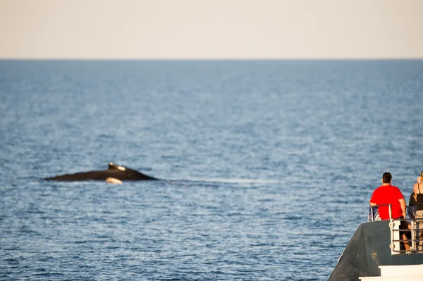 Baleines à bosse nageant en Australie — Photo