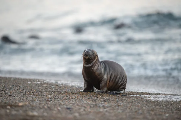 Sea lion on the beach in Patagonia — Stock Photo, Image
