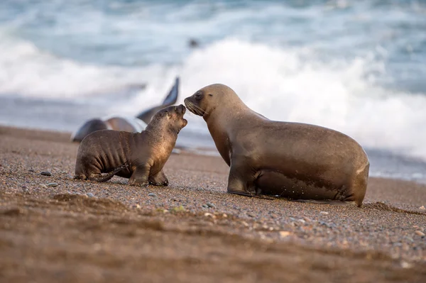 Seelöwe am Strand in Patagonien — Stockfoto