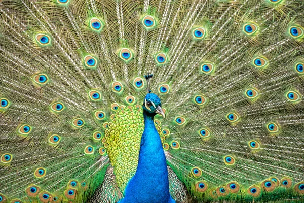 Paví ptačí nádherné peří otevřené kolo portrét — Stock fotografie