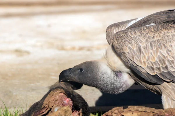 Avvoltoio avvoltoio mentre mangia un animale morto — Foto Stock