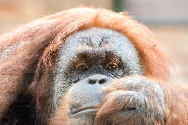 Orangutan monkey close up portrait — Stock Photo, Image