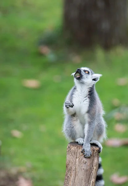 Sana bakmak ederken lemur maymun — Stok fotoğraf