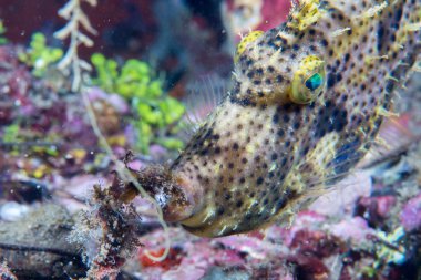 tetik balık suyun altında portre kadar yakın