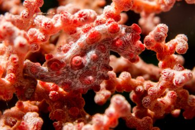 Bargibanti Pigme Sea Horse Endonezya