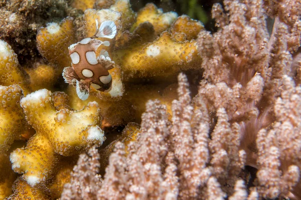 Plectorhinchus clown fish while diving indonesia — Stock Photo, Image