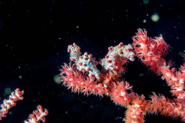 Bargibanti Pigme Sea Horse Endonezya — Stok fotoğraf