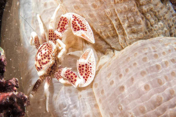 Caranguejo porcelana enquanto mergulho indonésia — Fotografia de Stock