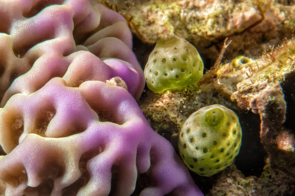 Indonesië in kleurrijke rif onderwater duiken — Stockfoto