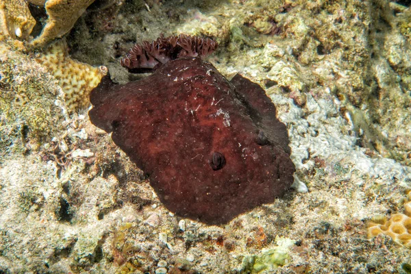 Pleurobranchus testudinarius Nudibranchia durante le immersioni in indonesia — Foto Stock