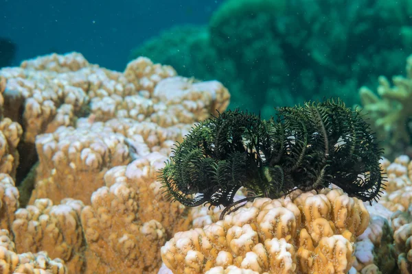 Black and green crinoid underwater while diving — Stock Photo, Image