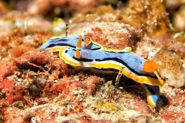 Chromodoris Nudibranch while diving indonesia — Stock Photo, Image