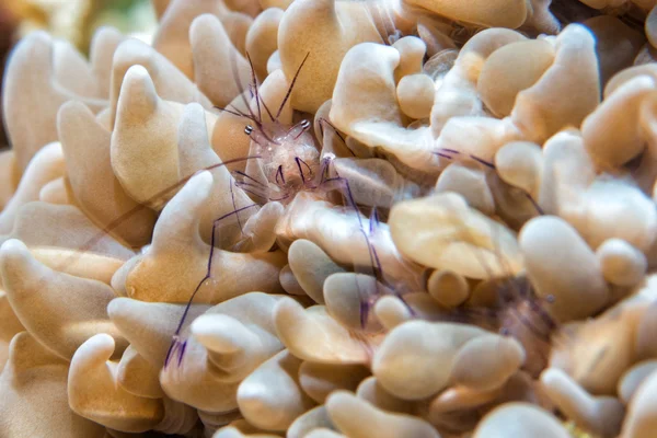 Vir philippinensis shrimp in bubble coral — Stock Photo, Image