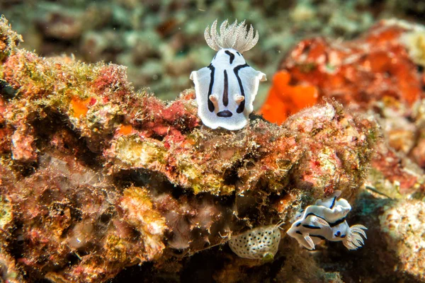 Chromodoris wilani Nudibranch while diving indonesia — Stock Photo, Image