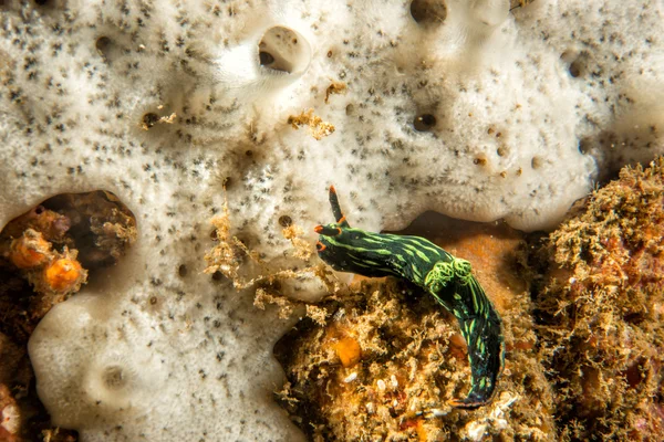 Nembrotha cristata Csupaszkopoltyús csigák, a Lembeh — Stock Fotó