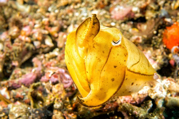 Squid cuttlefish on black lava sand — Stock Photo, Image