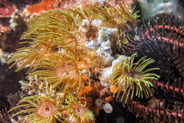 Indonesië in kleurrijke rif onderwater duiken — Stockfoto