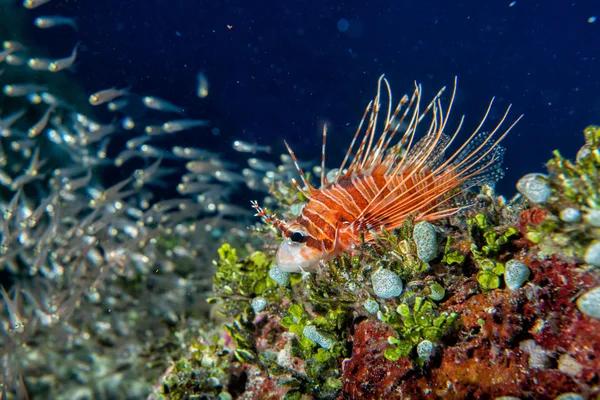 Scorpion lejon fisk stående medan dykning Indonesien — Stockfoto