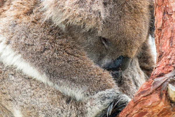 Koala salvaje durmiendo en un árbol — Foto de Stock