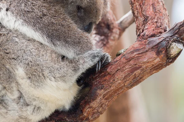 Koala salvaje durmiendo en un árbol — Foto de Stock