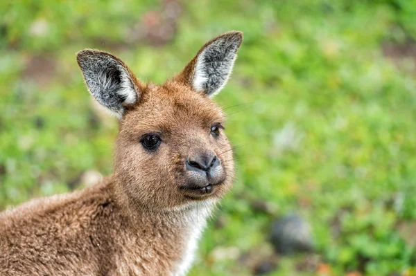 Şaşkın kanguru portre portre kadar kapatın — Stok fotoğraf