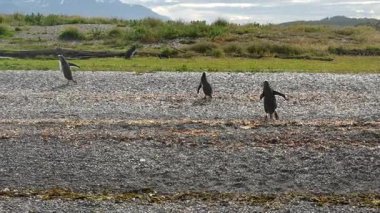 Beagle Kanalı kıyısında Macellan ve Papua Patagonya penguenleri