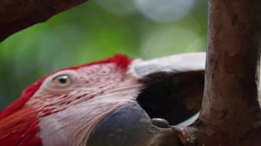 ara coloful papağan kuşu