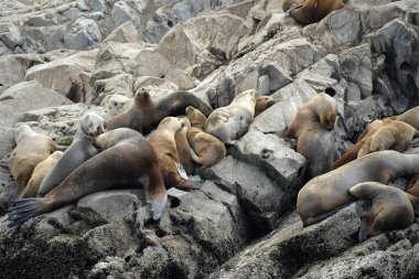 Hushuaia Arjantin Beagle Kanalı 'nın deniz feneri kayasındaki Patagonya deniz aslanları kolonisi.