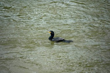 İguazu nehrinde bir yağmur ormanı karabatağı düşüyor