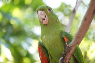 Brezilya 'da korkulu yağmur ormanları papağan kuşu detayı