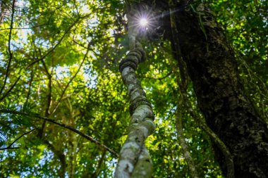 Yağmur ormanlarında asma çalısı ipli arka plan ışığı