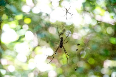 Dişi ve erkek zengin klavye, genellikle altın ipek örgü ya da muz örümceği olarak bilinir.