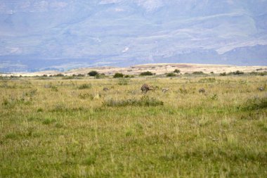 Bebekleri olan bir patagonya nandu kuş babası.