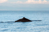 Sperm whale in the mediterranean sea