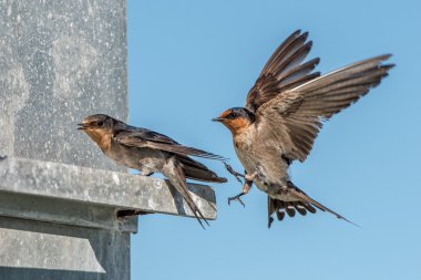 SWIFT derin mavi bulutlu gökyüzü üzerinde yutmak