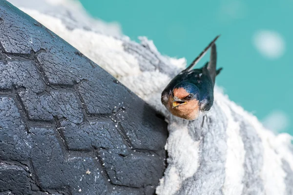 Swallow swift on the sea background — Stock Photo, Image