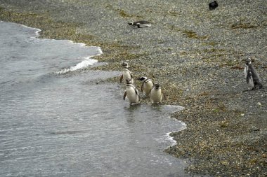 Penguen kolonisi Isla Martillo Beagle Kanalı Patagonya.