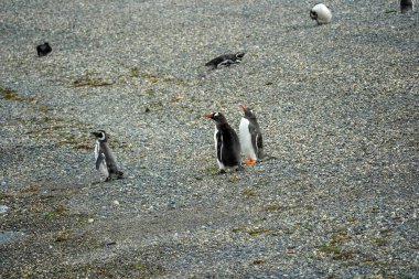 Penguen kolonisi Isla Martillo Beagle Kanalı Patagonya.