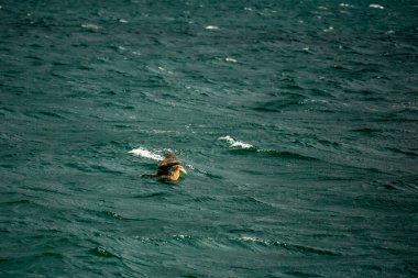 Bir Albatros Makronectes Halli Kuşu ve Patagonya Kanalı